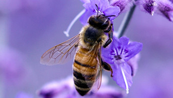 蜜蜂對農業的貢獻究竟有多大